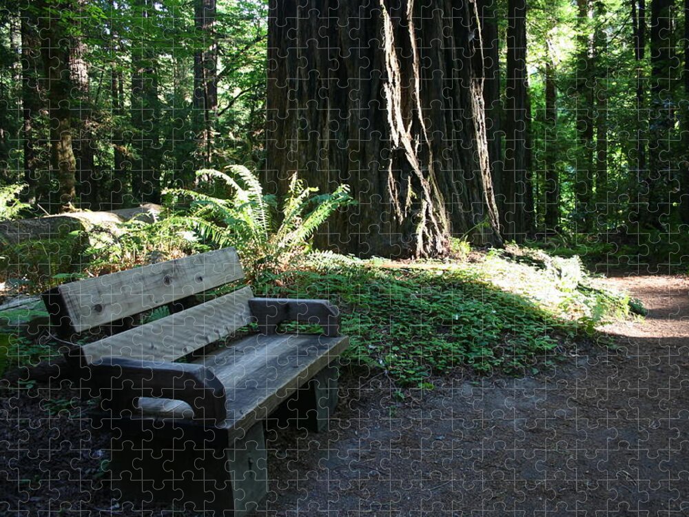 Redwood Bench Ii Jigsaw Puzzle featuring the photograph Redwood Bench II by Dylan Punke