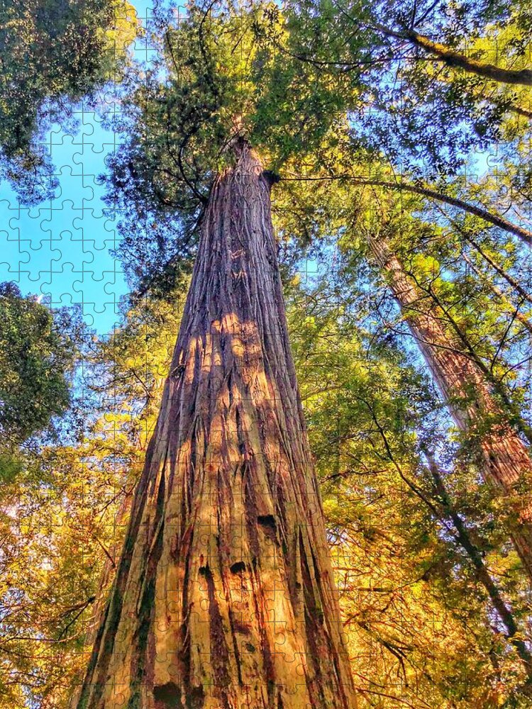 Jedediah Smith Redwoods State Park Jigsaw Puzzle featuring the photograph Redwood by Bonnie Bruno