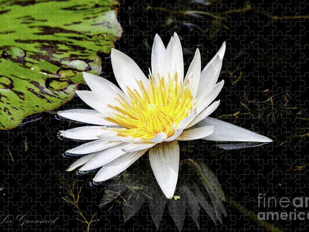 Lily Jigsaw Puzzle featuring the photograph Reflective Lily by Les Greenwood