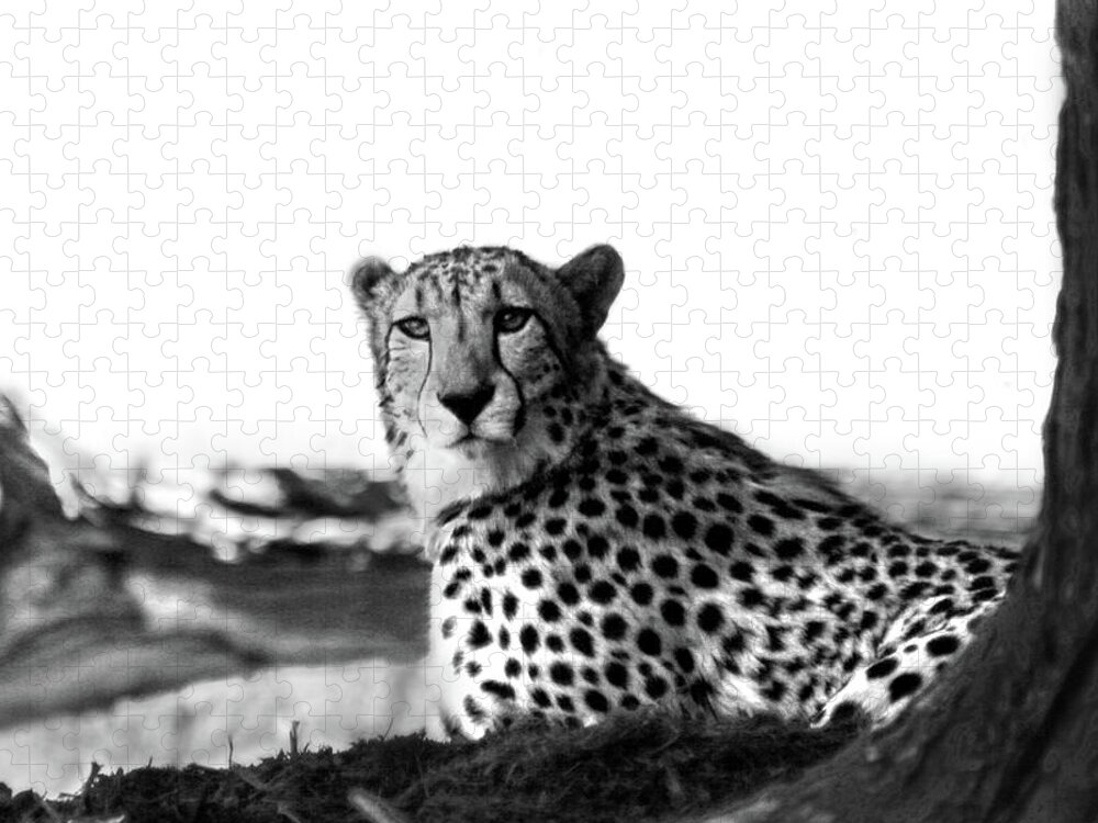 Cheetah Jigsaw Puzzle featuring the photograph Resting Cheetah B and W by Steve Karol