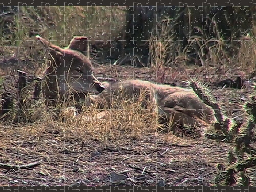  Canis Latrans Jigsaw Puzzle featuring the photograph Resting Coyote by Judy Kennedy