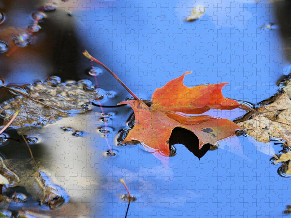 Maple Jigsaw Puzzle featuring the photograph Resting on gold and blue by Doris Potter