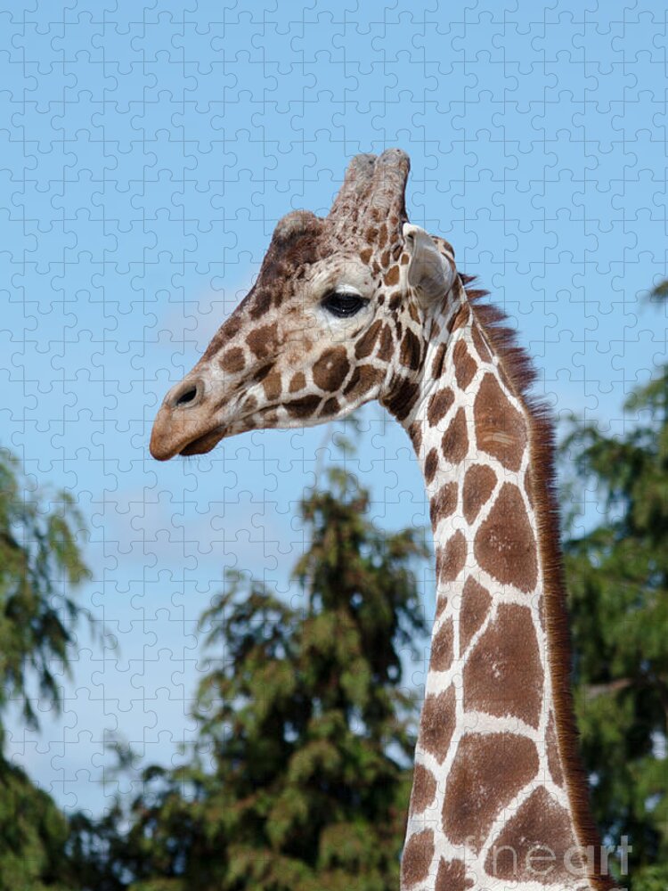 Giraffe Jigsaw Puzzle featuring the photograph Reticulated giraffe by Steev Stamford