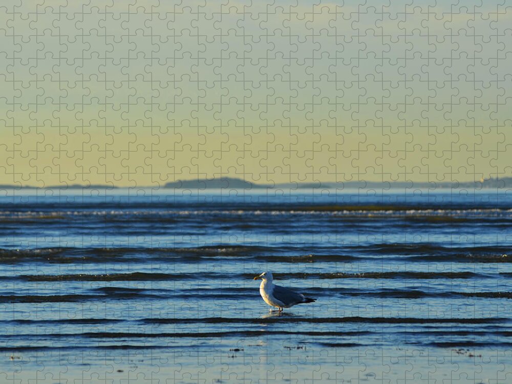 Revere Jigsaw Puzzle featuring the photograph Revere Beach Seagull Revere MA by Toby McGuire