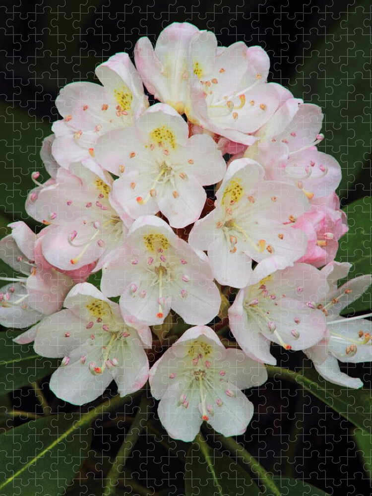 Rhododendron Jigsaw Puzzle featuring the photograph Rhododendron maximum by John Burk