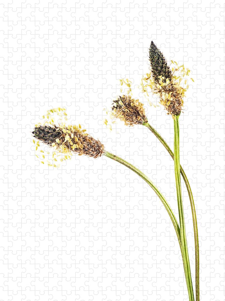 Flower Jigsaw Puzzle featuring the photograph Ribwort Plantain Seed head. by John Paul Cullen