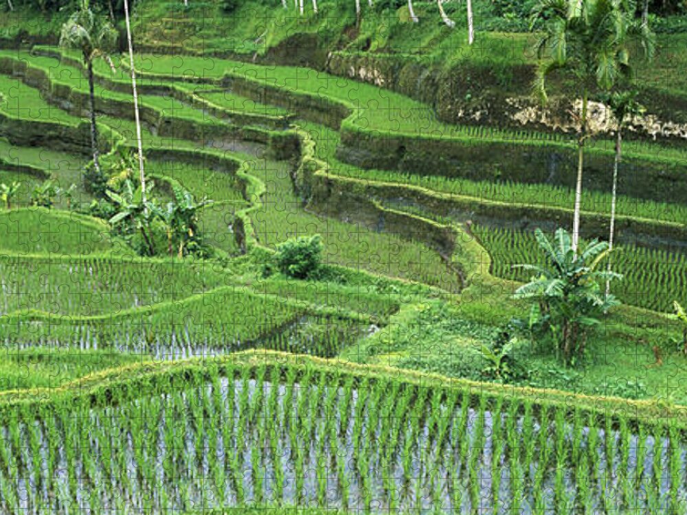 Mp Jigsaw Puzzle featuring the photograph Rice Oryza Sativa Paddy In The Ubud by Cyril Ruoso