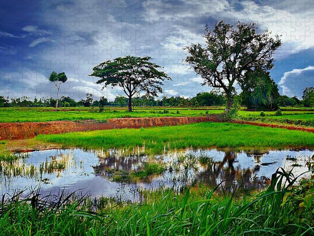 Rural Jigsaw Puzzle featuring the photograph Rice Paddy View by Ian Gledhill