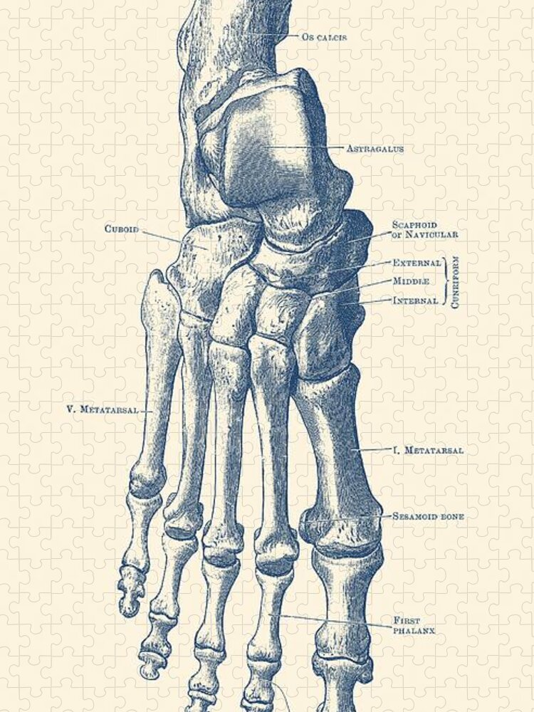 Skeleton Jigsaw Puzzle featuring the drawing Right Foot Skeletal Diagram - Vintage Anatomy Poster by Vintage Anatomy Prints
