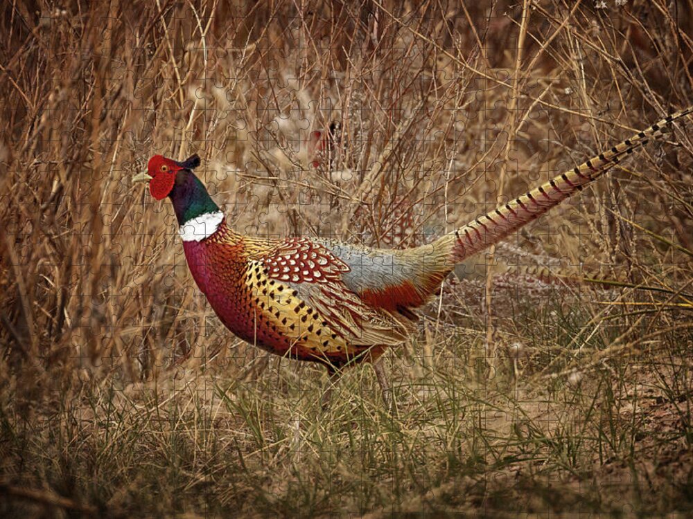 Pheasants Jigsaw Puzzle featuring the photograph Ring Necked Pheasant by Susan Rissi Tregoning