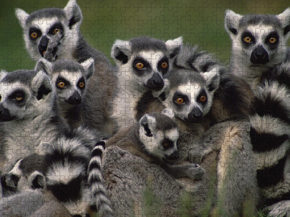 Mp Jigsaw Puzzle featuring the photograph Ring-tailed Lemur Lemur Catta Group by Gerry Ellis