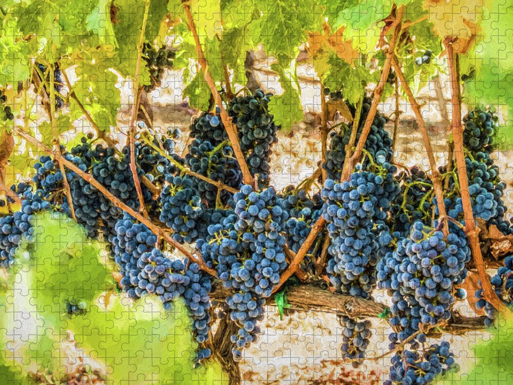 California Jigsaw Puzzle featuring the photograph Ripe Grapes on Vine by David Letts