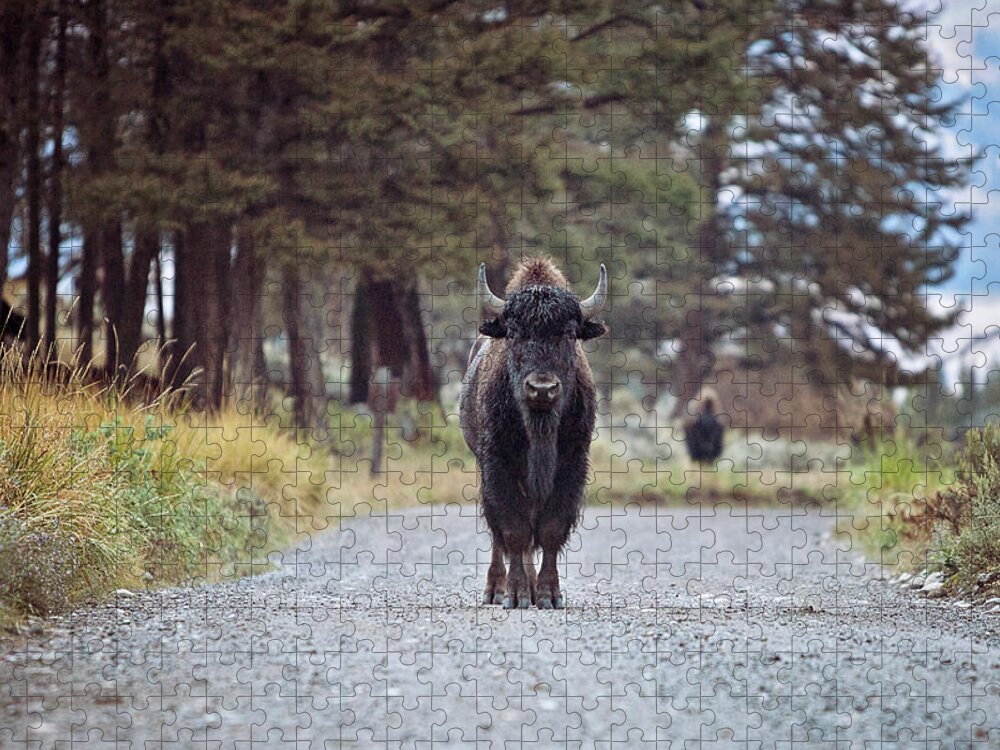 Bison Jigsaw Puzzle featuring the photograph Roadblock by Eilish Palmer