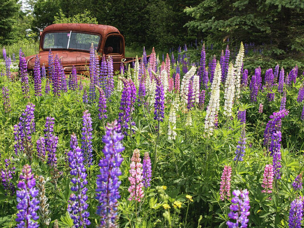 Lupines Jigsaw Puzzle featuring the photograph Roadside Attraction by Holly Ross