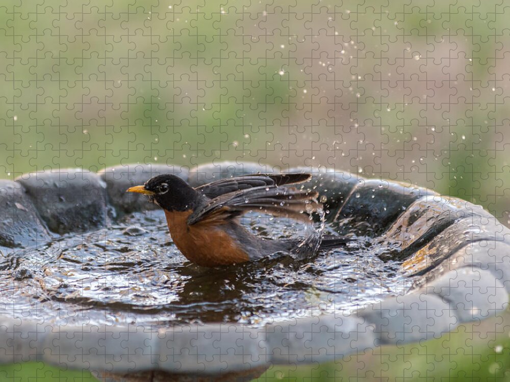 Terry Deluco Jigsaw Puzzle featuring the photograph Robin In Bird Bath New Jersey by Terry DeLuco