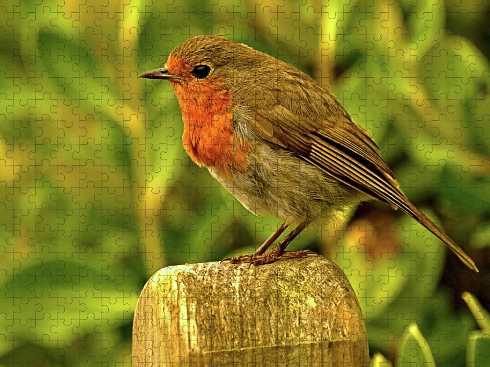 Animals Jigsaw Puzzle featuring the photograph Robin on a Post by Richard Denyer