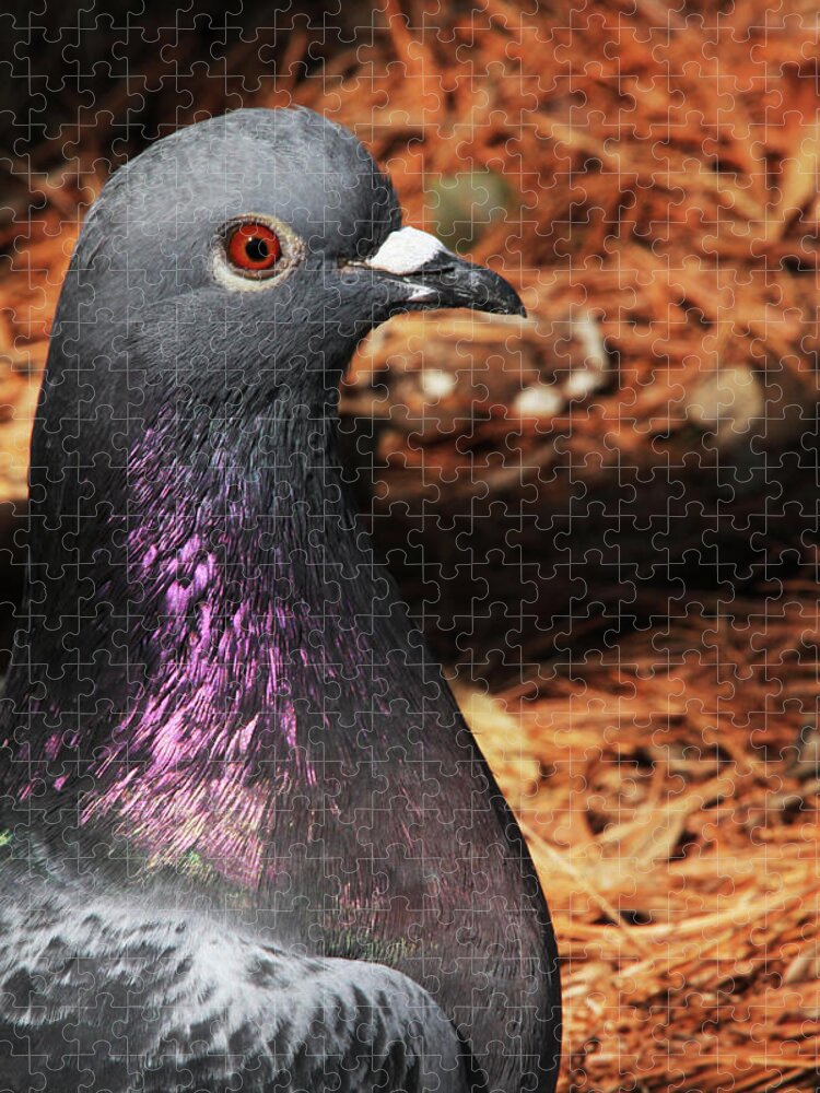Rock Dove Jigsaw Puzzle featuring the photograph Rock Dove Upclose by Karol Livote