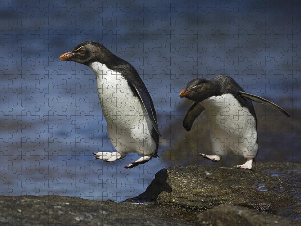 00761896 Jigsaw Puzzle featuring the photograph Rockhopper Penguins Hopping by Suzi Eszterhas