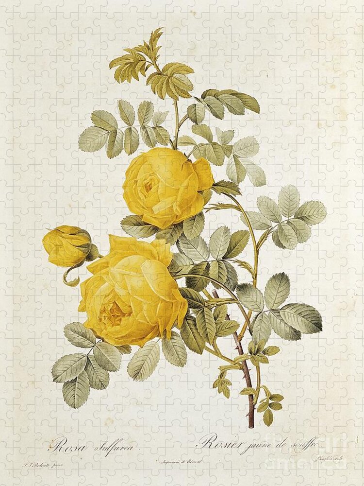 Rosa Jigsaw Puzzle featuring the drawing Rosa Sulfurea by Pierre Redoute