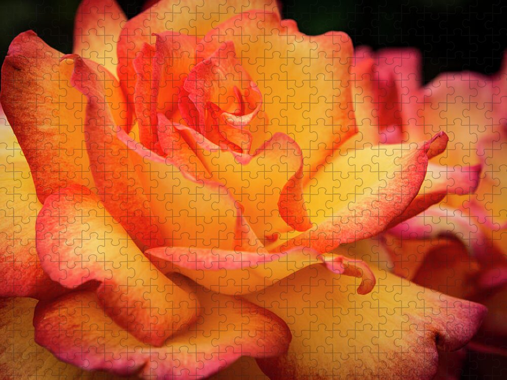 Jean Noren Jigsaw Puzzle featuring the photograph Rose Beauty by Jean Noren