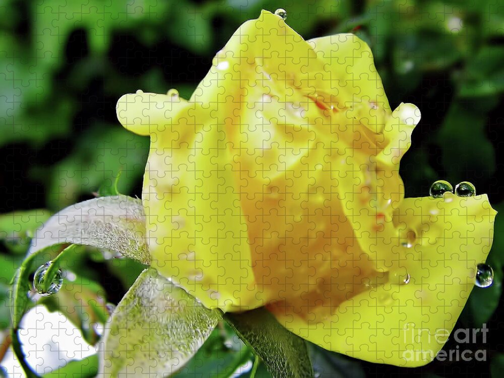 Roses Jigsaw Puzzle featuring the photograph Rose Bud Dew Drops by D Hackett