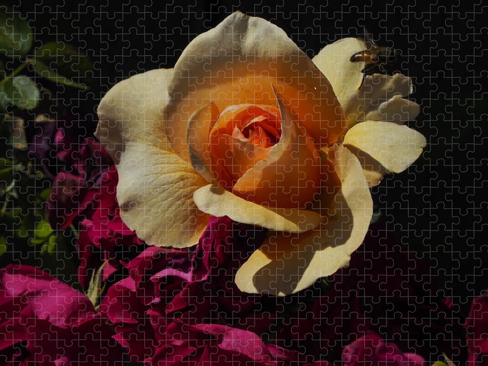 Botanical Jigsaw Puzzle featuring the photograph Rose Gold, Red and Busy Bee by Richard Thomas