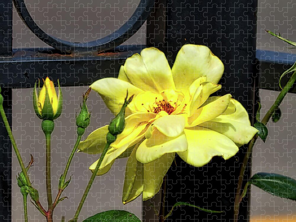 Yellow Jigsaw Puzzle featuring the photograph Rose on Wrought Iron by Richard Gregurich
