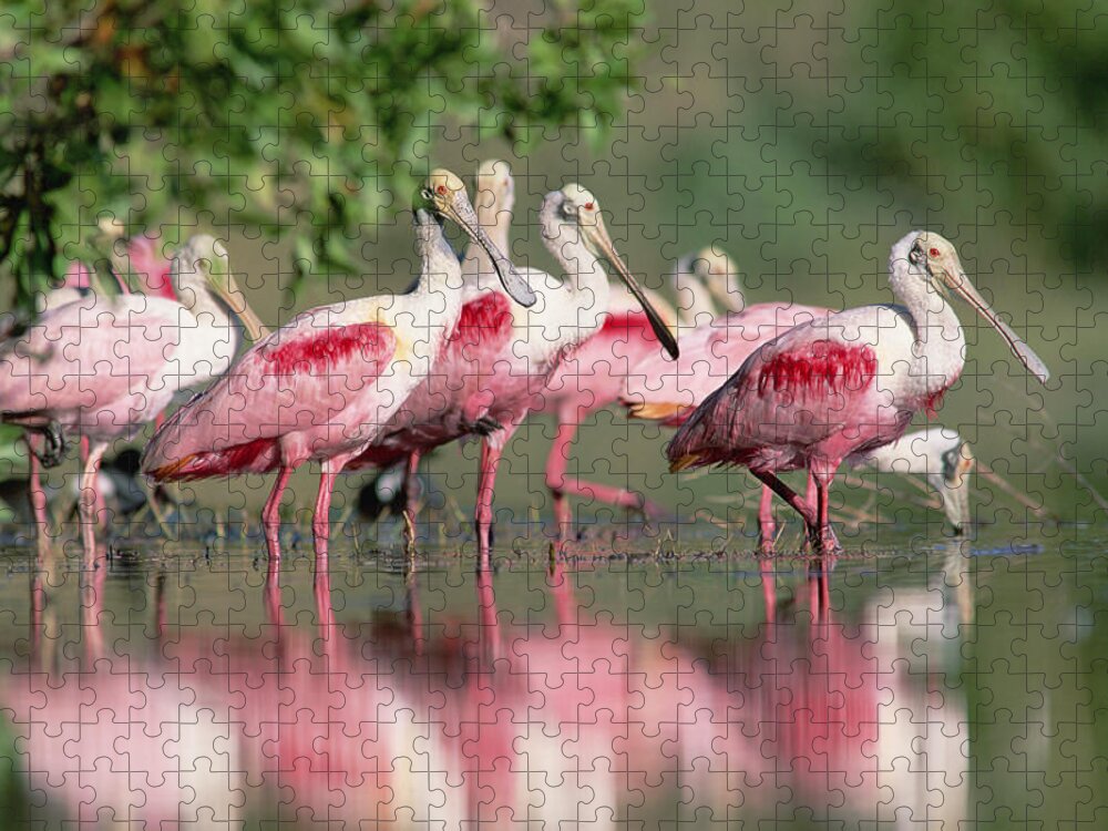00171421 Puzzle featuring the photograph Roseate Spoonbill Flock Wading In Pond by Tim Fitzharris