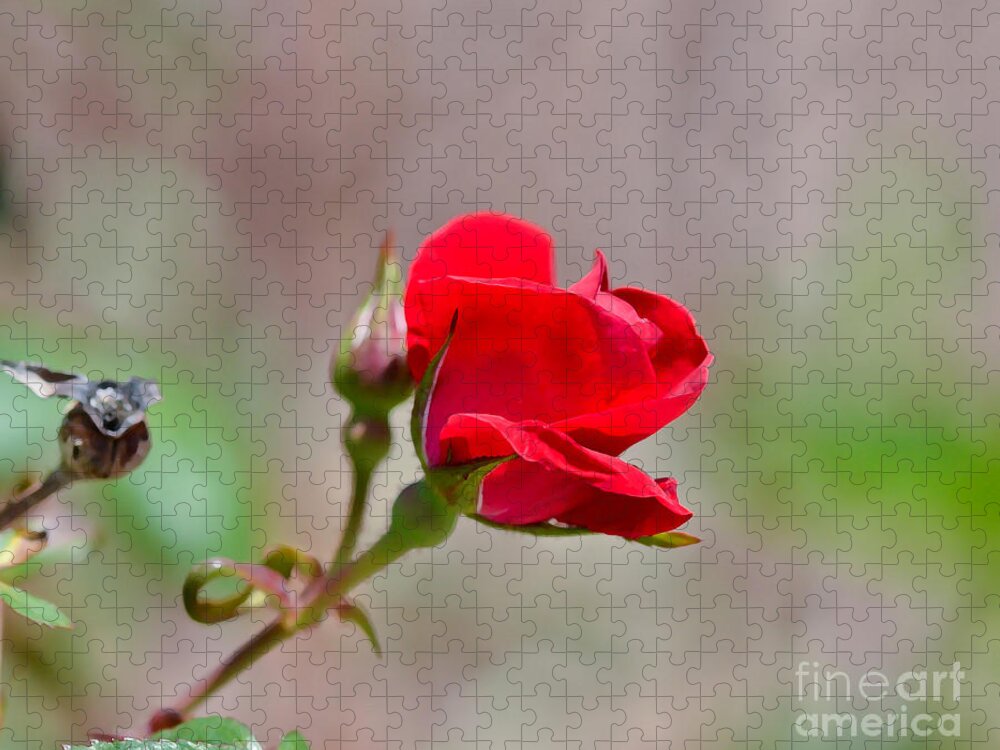 Rose Jigsaw Puzzle featuring the photograph Roses Are Red by Kerri Farley