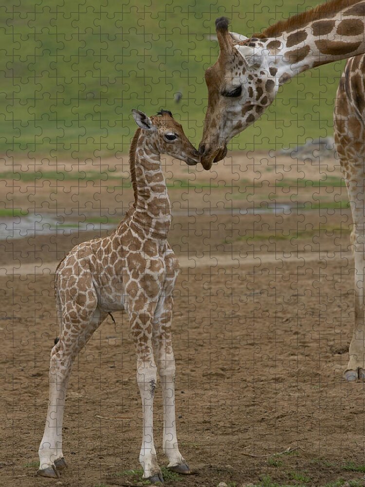 Mp Jigsaw Puzzle featuring the photograph Rothschild Giraffe Giraffa by San Diego Zoo
