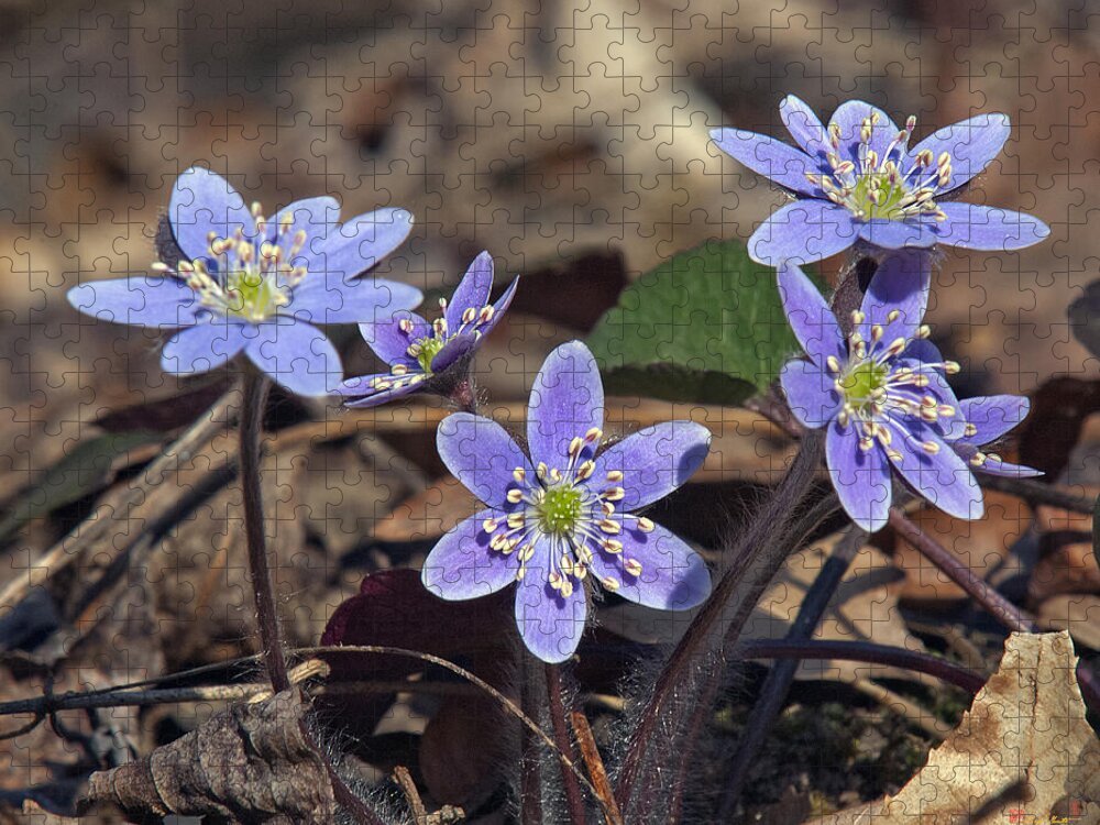 Flower Jigsaw Puzzle featuring the photograph Round-lobed Hepatica DSPF116 by Gerry Gantt