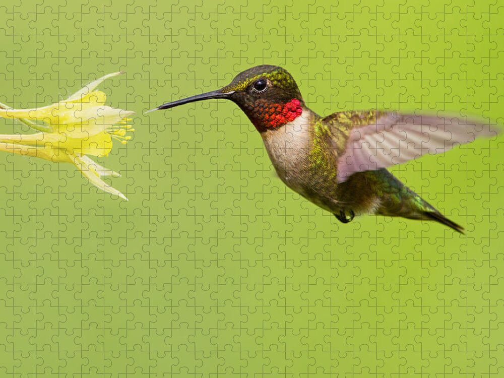 Ruby Jigsaw Puzzle featuring the photograph Ruby-Throated Hummingbird by Mircea Costina Photography