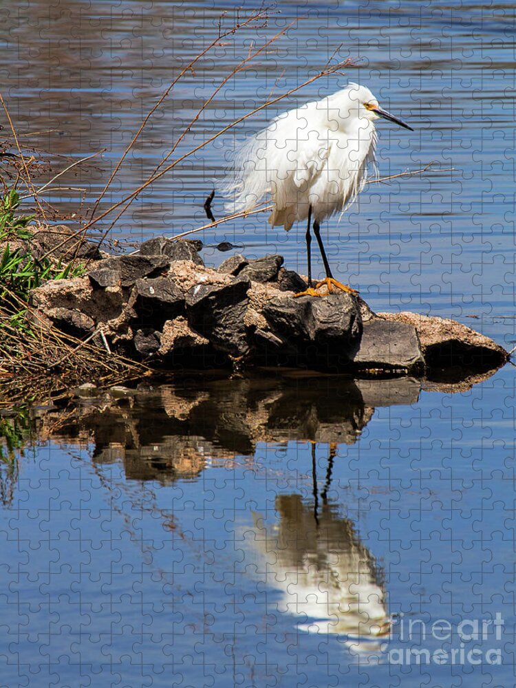 Snowey Egret Jigsaw Puzzle featuring the photograph Ruffled Feathers by Jim Garrison