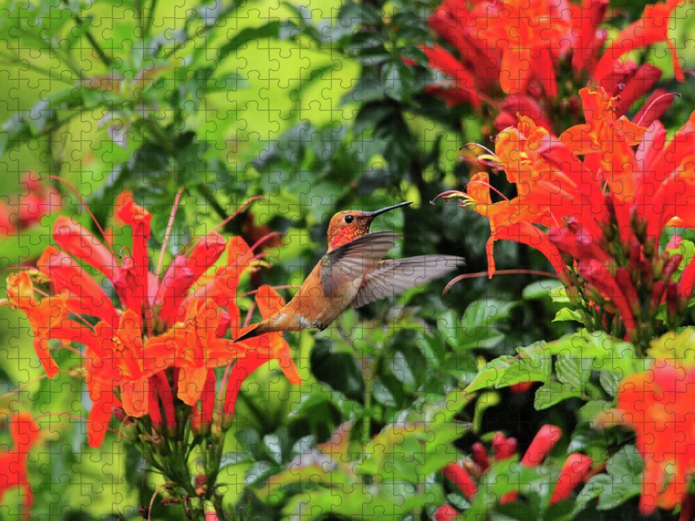 Rufous Hummingbird Jigsaw Puzzle featuring the photograph Rufous in Orange by Lynn Bauer