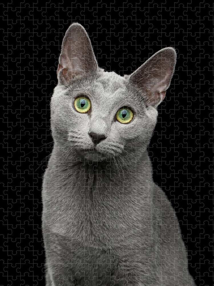 Cat Jigsaw Puzzle featuring the photograph Russian blue cat with amazing green eyes on isolated black backg by Sergey Taran
