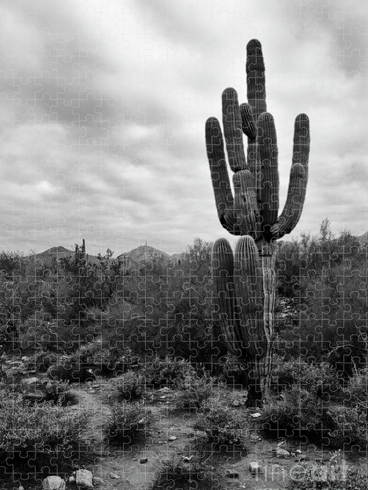 Saguaro Cactus Jigsaw Puzzle featuring the photograph Saguaro Cactus by Tamara Becker