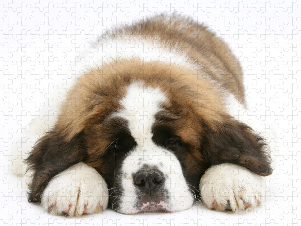 Animal Jigsaw Puzzle featuring the photograph Saint Bernard Puppy Sleeping by Mark Taylor