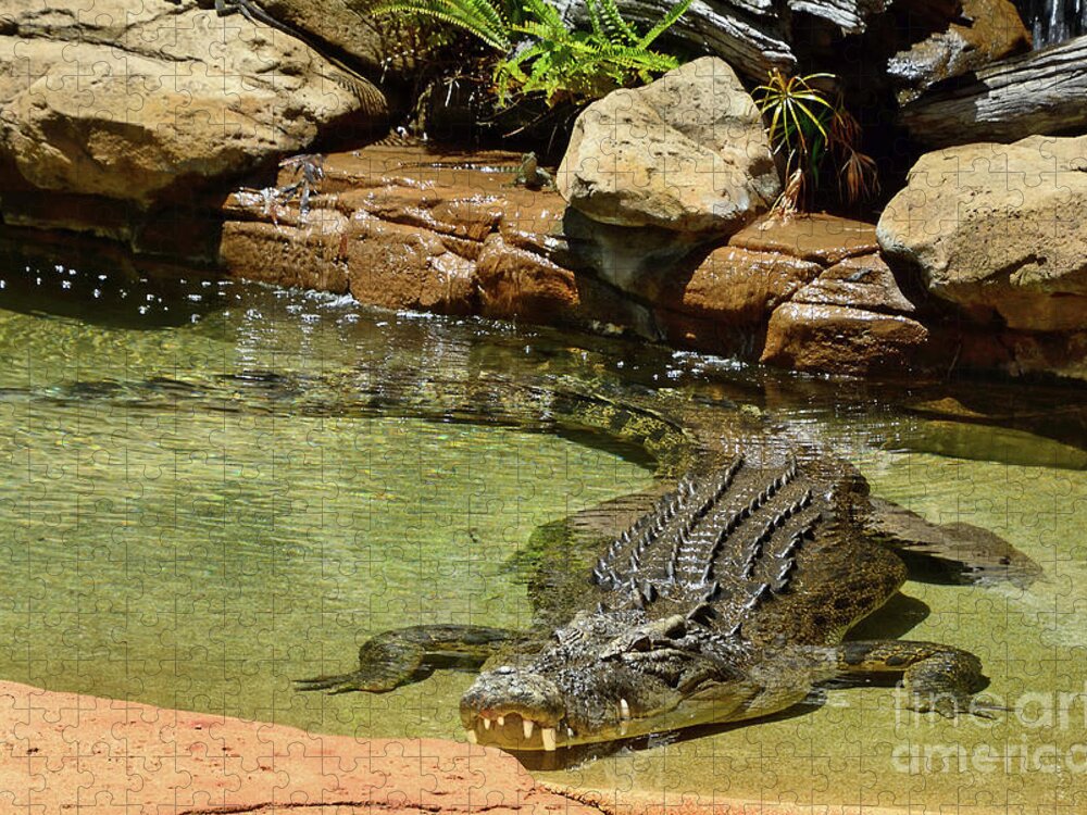 Saltwater Crocodile Jigsaw Puzzle featuring the photograph Saltwater Crocodile in Water by Kaye Menner by Kaye Menner