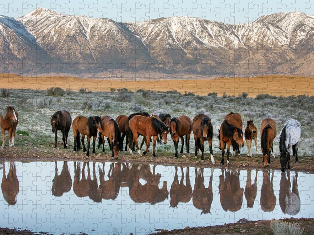 Horses Jigsaw Puzzle featuring the photograph Samson at water by John T Humphrey