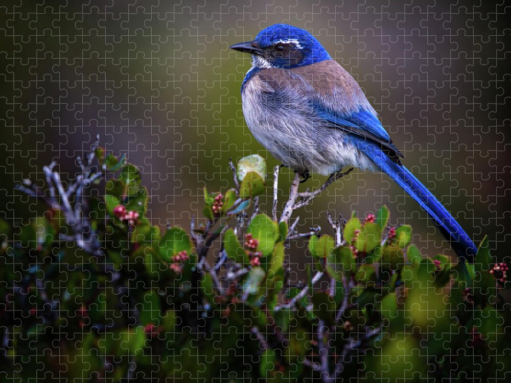 Blue Bird Jigsaw Puzzle featuring the photograph San Diego Bluebird by Doug Sturgess