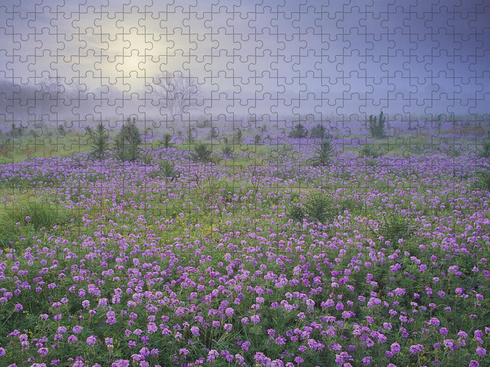 00170957 Jigsaw Puzzle featuring the photograph Sand Verbena Flower Field At Sunrise by Tim Fitzharris