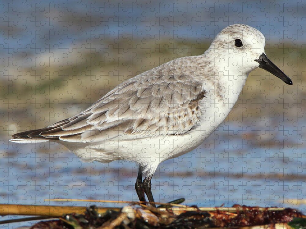 Sanderling Jigsaw Puzzle featuring the photograph Sanderling Westhampton New York by Bob Savage