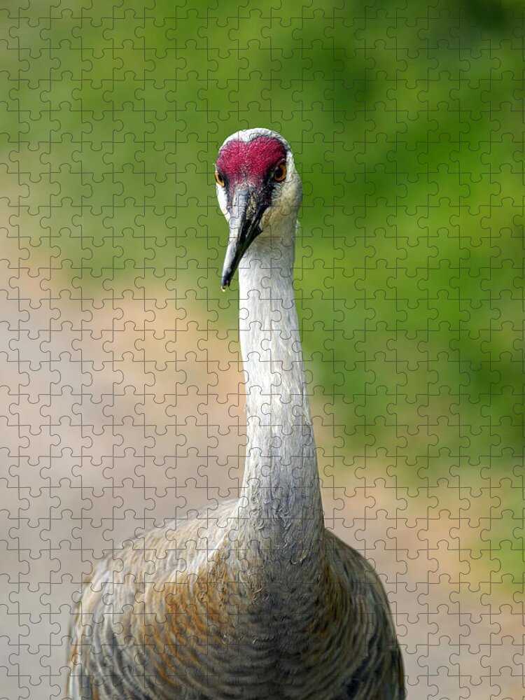 Sandhill Crane Jigsaw Puzzle featuring the photograph Sandhill Crane by Sharon Talson