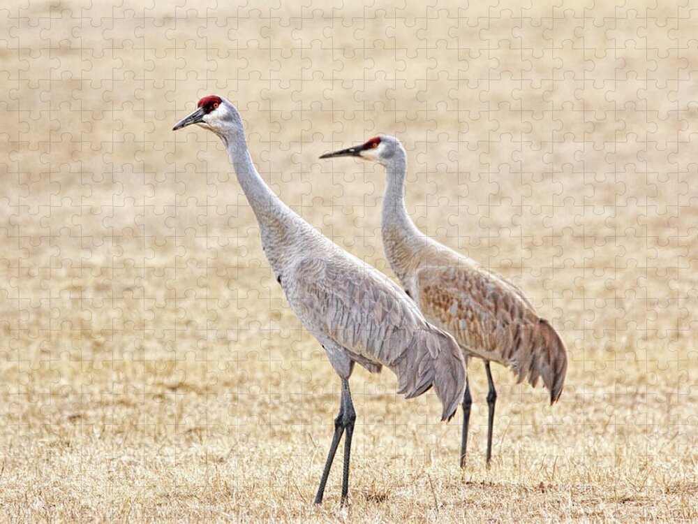 Sandhill Crane Jigsaw Puzzle featuring the photograph Sandhill Cranes of Montana by Jennie Marie Schell