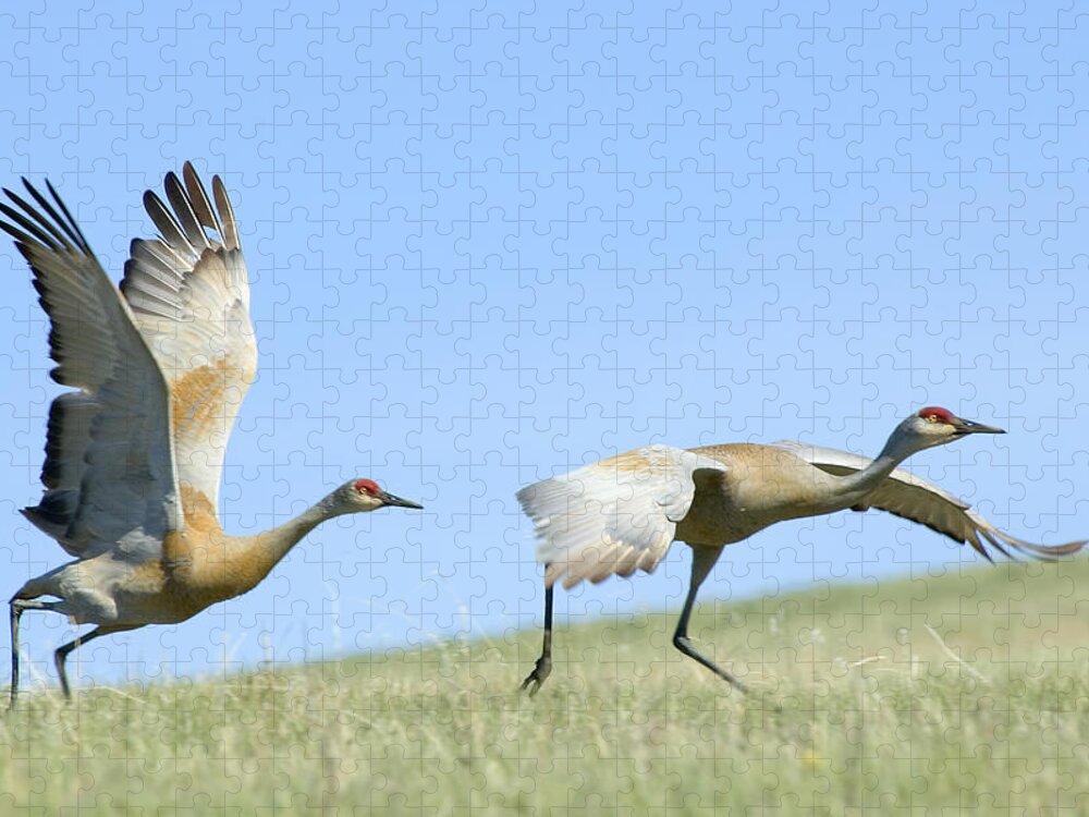 Sandhill Cranes Jigsaw Puzzle featuring the photograph Sandhill Cranes Taking Flight by Gary Beeler
