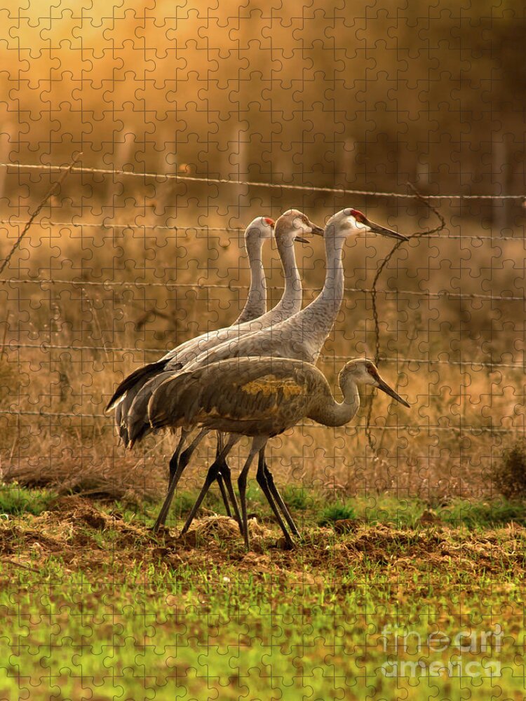 Nature Jigsaw Puzzle featuring the photograph Sandhill Cranes Texas Fence-Line by Robert Frederick