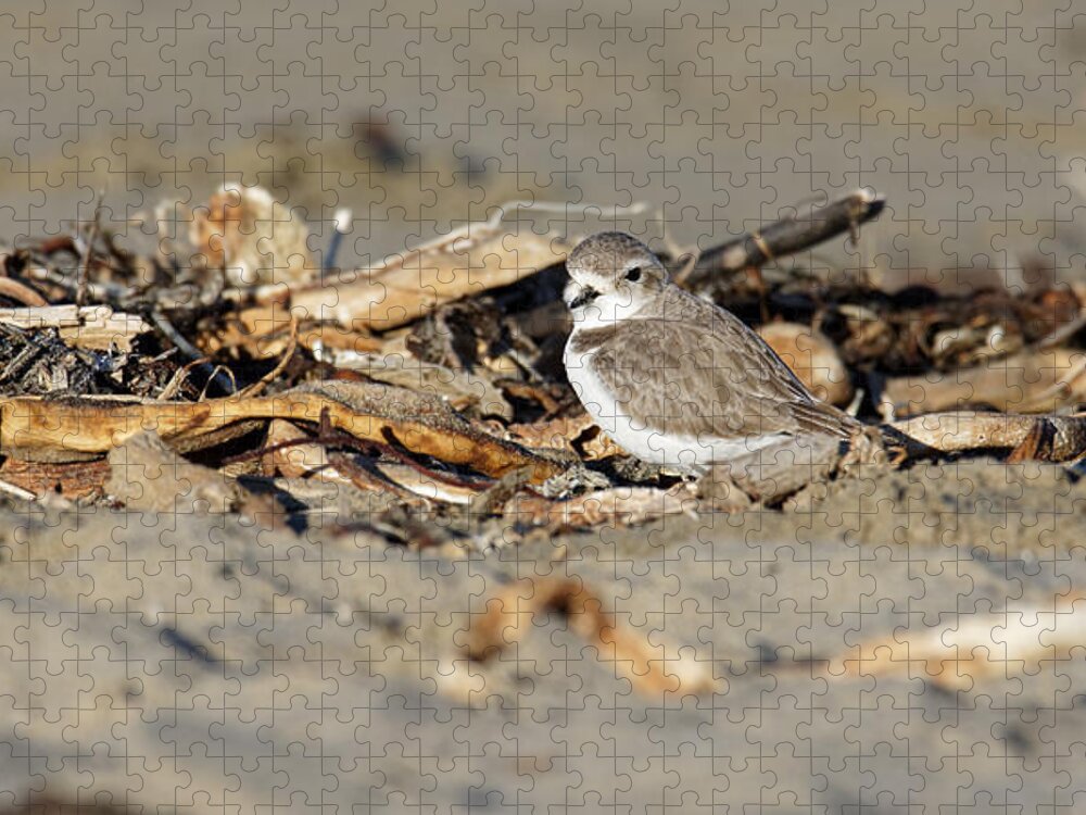 Animals Jigsaw Puzzle featuring the photograph Sandy Beak -- Snowy Plover on the Beach in Morro Bay, California by Darin Volpe