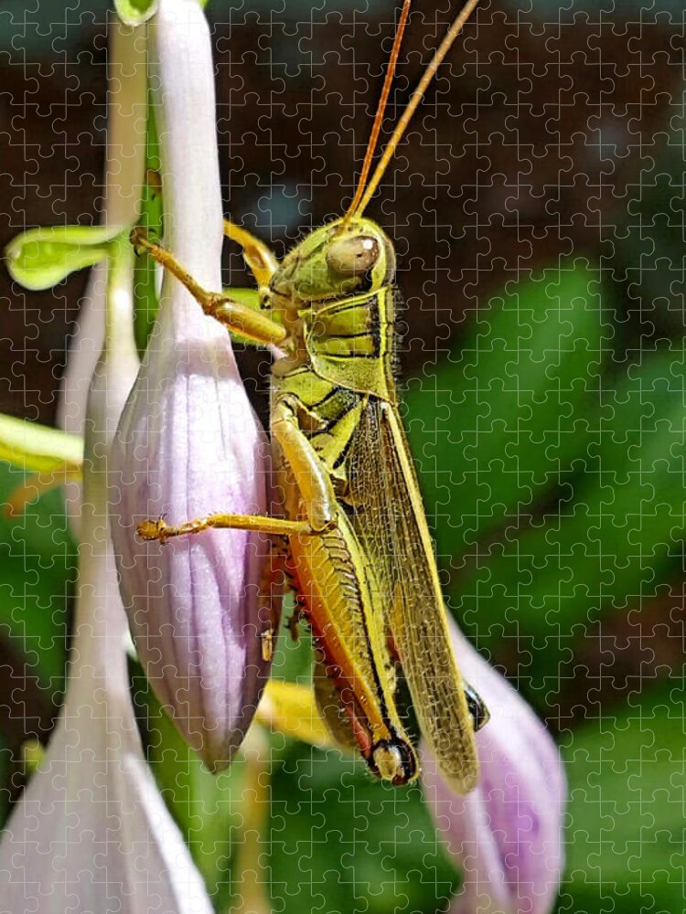 Grasshopper Jigsaw Puzzle featuring the photograph Sauterelle by Lucie Dumas