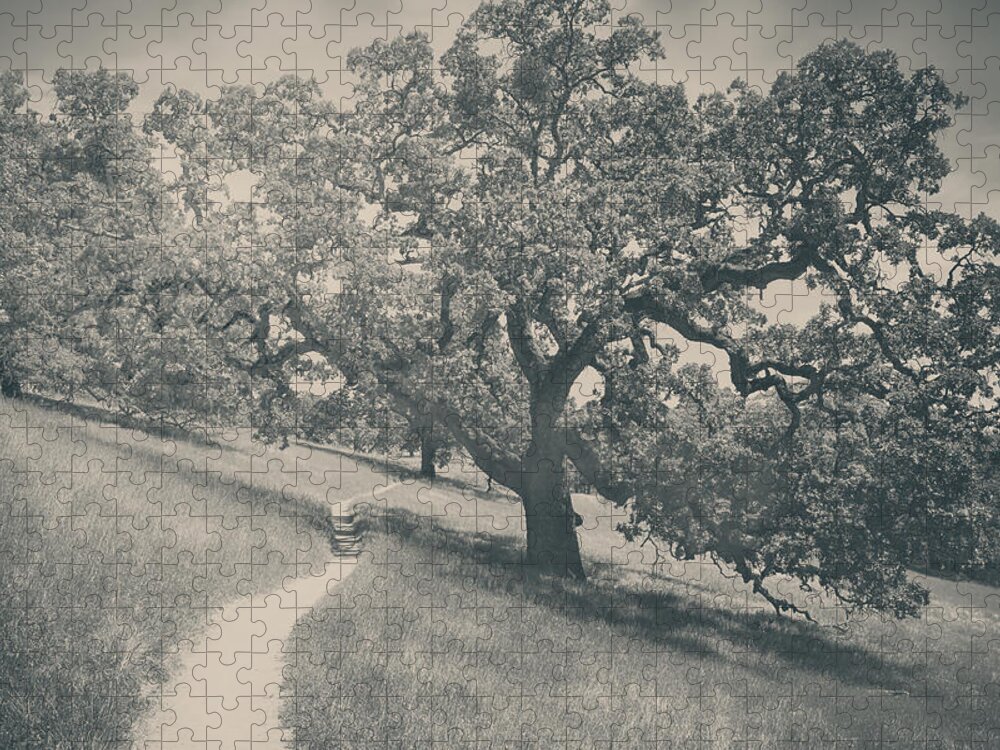 Henry Coe State Park Jigsaw Puzzle featuring the photograph Say You Love Me Again by Laurie Search