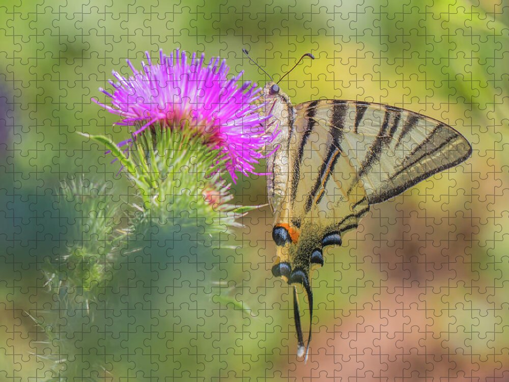 Animal Jigsaw Puzzle featuring the photograph Scarce swallowtail - Iphiclides podalirius by Jivko Nakev